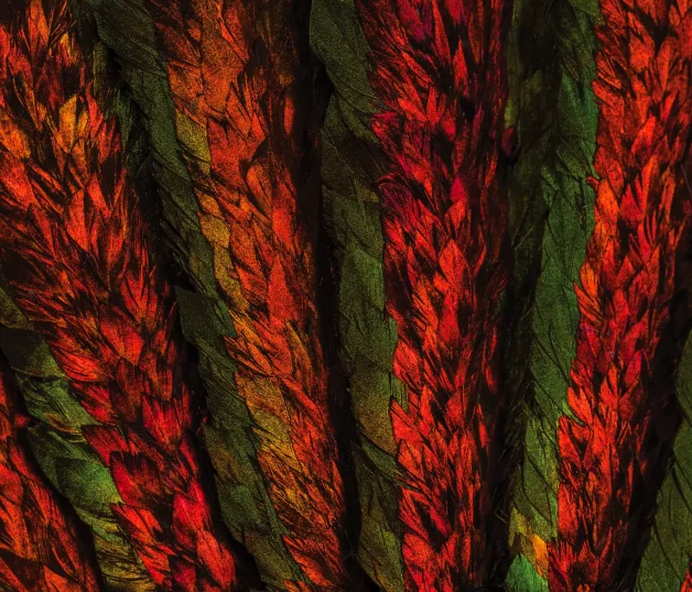 Détail d'un éventail ancien en plumes de lophophore et monture en nacre teintée © Andy Julia